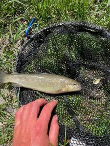 Brown Trout