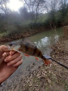 European Perch