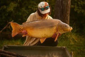Mirror Carp
