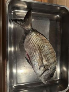 White Seabream