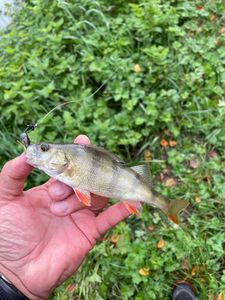 European Perch