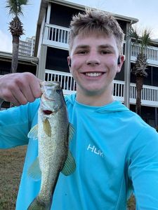 Largemouth Bass