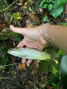 Brown Trout