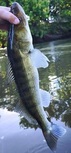 Zander