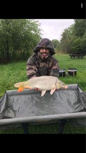 Common Carp