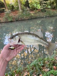 Largemouth Bass