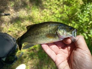 Largemouth Bass