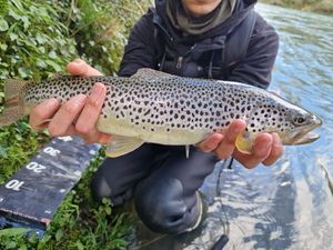 Brown Trout