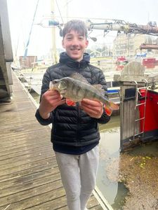 European Perch