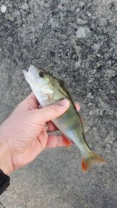 European Perch