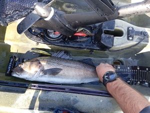 European Bass (Seabass)