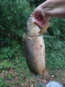 Common Carp