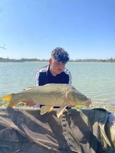 Common Carp