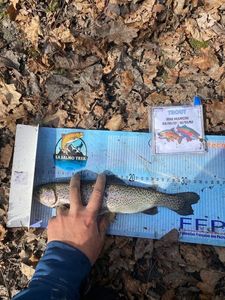 Rainbow Trout