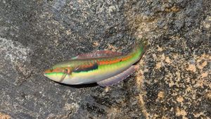 Mediterranean Rainbow Wrasse