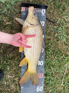 Common Carp