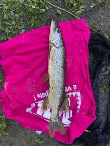 Chain Pickerel