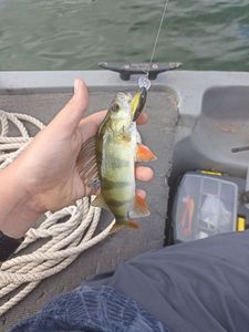 European Perch