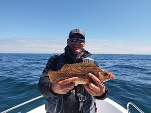 Ballan Wrasse