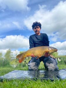 Common Carp