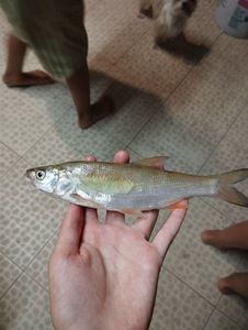 Asp