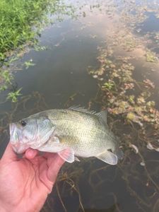 Largemouth Bass