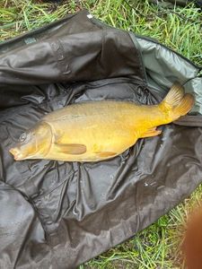 Leather Carp