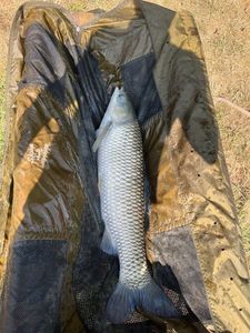 Grass Carp