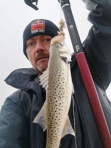 Spotted Seabass