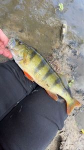 European Perch