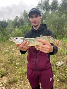 Northern Pike