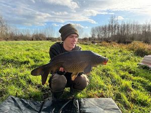 Common Carp