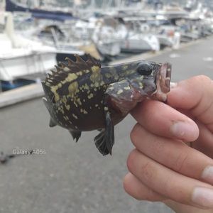 Red Grouper