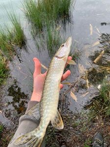Northern Pike
