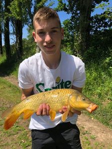 Common Carp