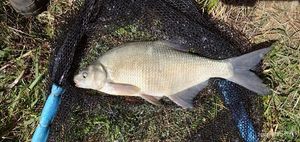 Common Bream