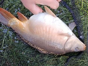 Mirror Carp
