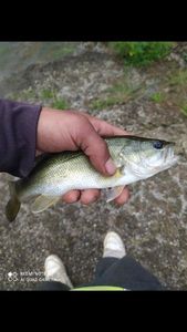 Largemouth Bass