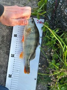 European Perch