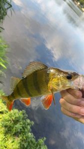 European Perch