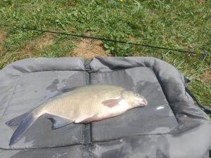 Blue Bream