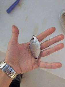 Common Two-Banded Seabream