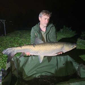 Silver Carp
