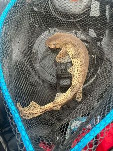 Nursehound