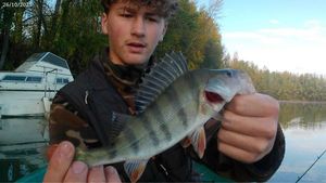European Perch