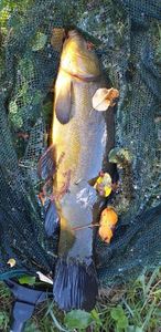 Tench