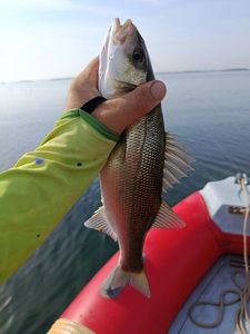European Bass (Seabass)