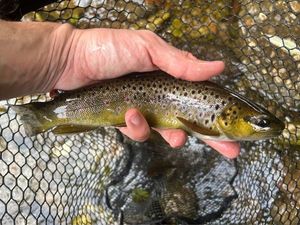 Brown Trout