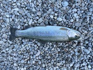 Rainbow Trout