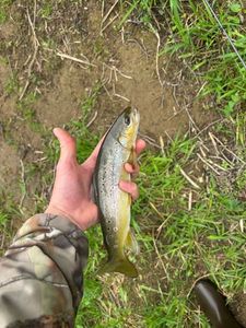 Brown Trout
